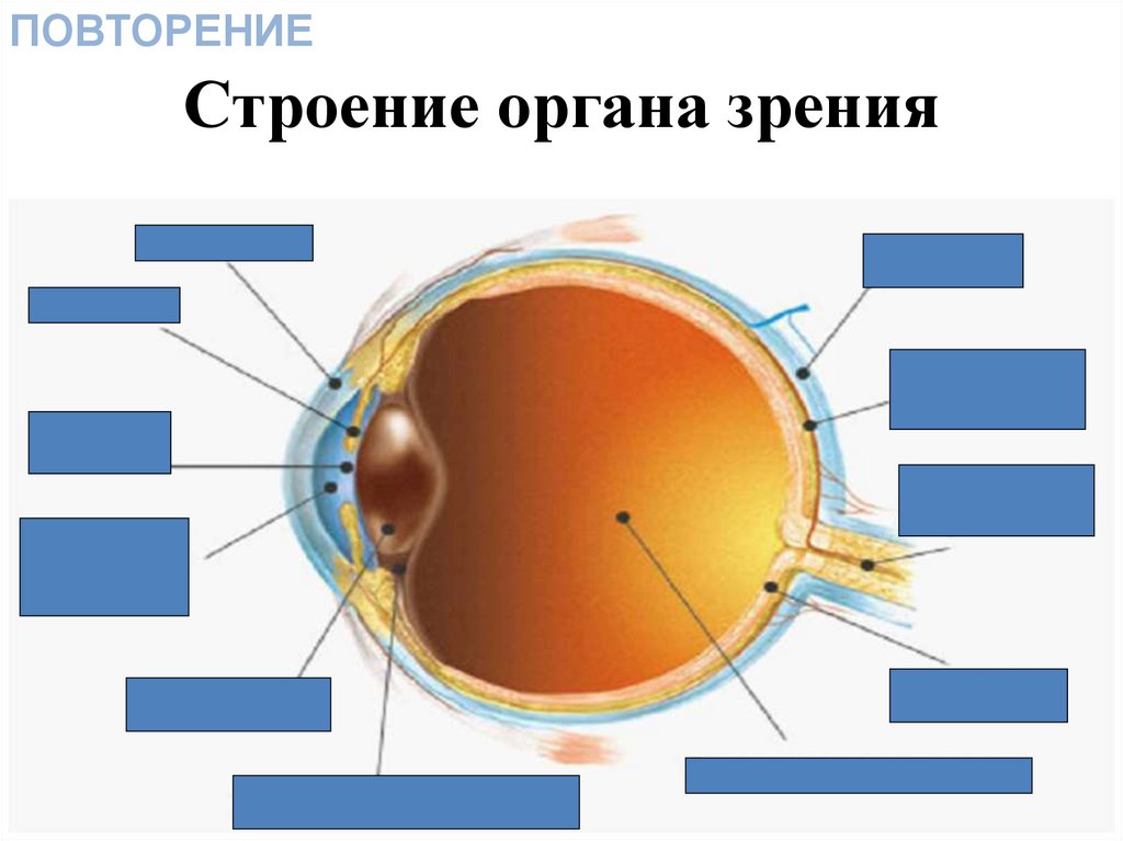 Строение органа зрения