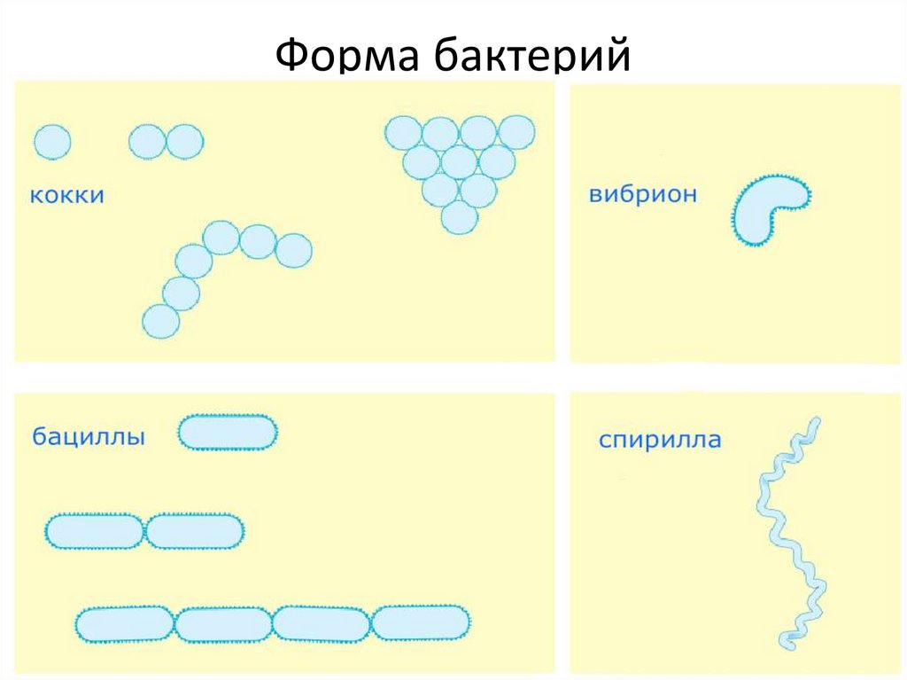 Форма бактерии прокариот