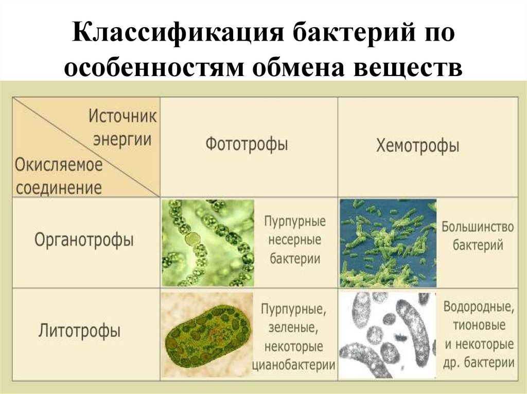 Что выделяют бактерии. Типы метаболизма бактерий. Типы обмена веществ у бактерий. Классификация бактерий по типу обмена веществ. Типы бактерий классификация.