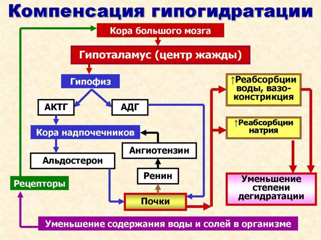 Схема патогенеза артериальной гипертензии с учетом роли ренин ангиотензин альдостероновой системы