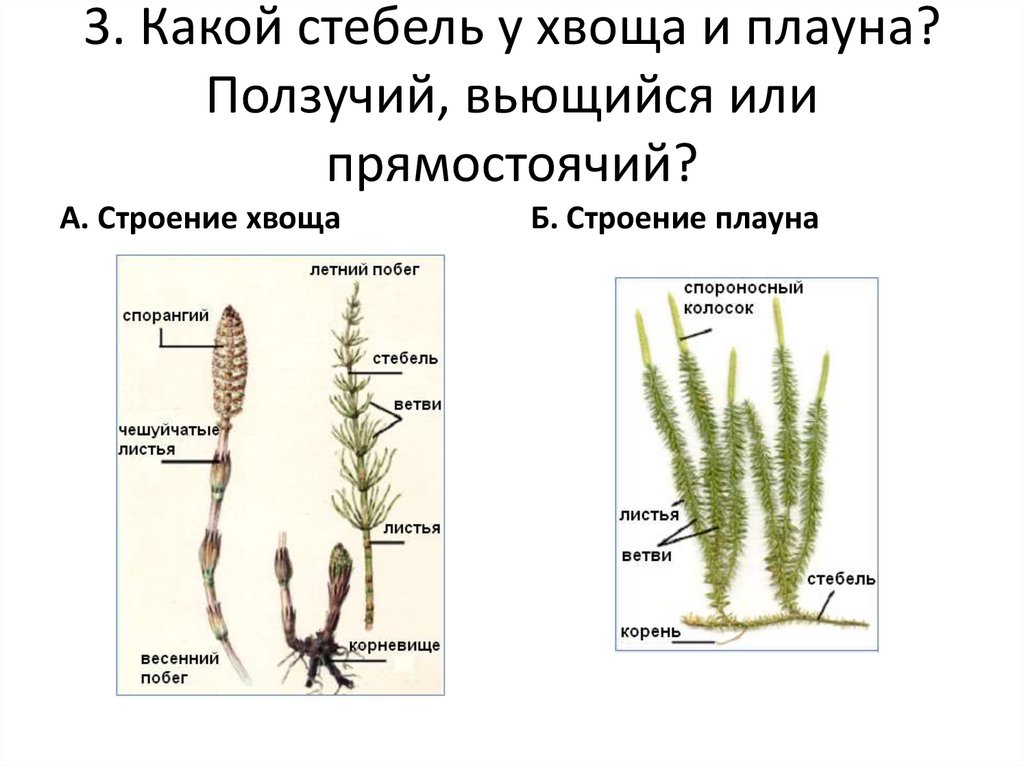 Почему хвощ высшее споровое растение