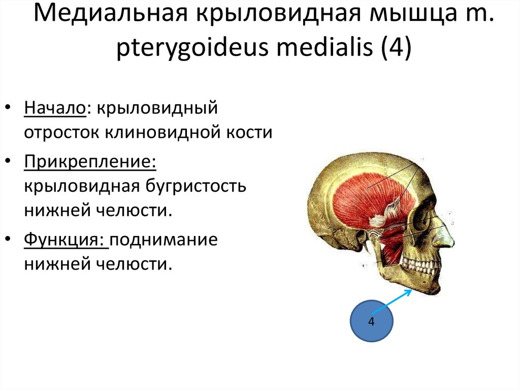 Крыловидная мышца челюсти фото