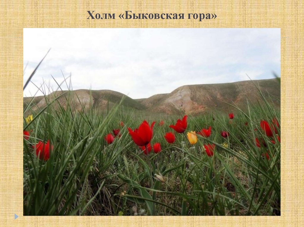 Холм «Быковская гора»