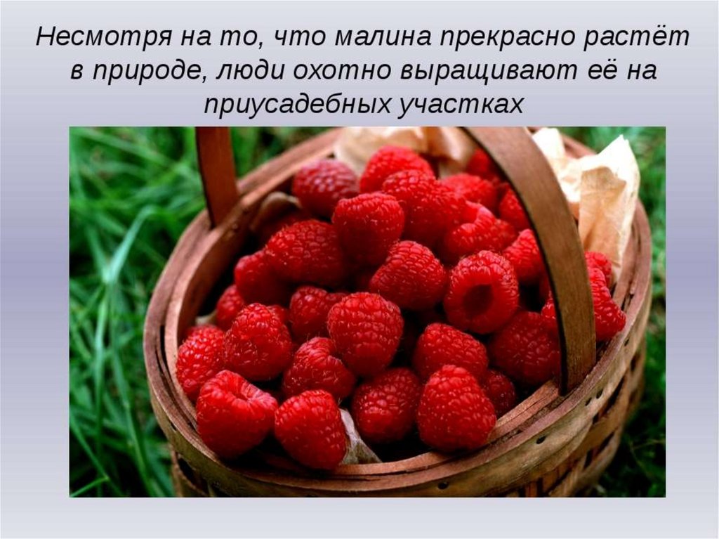 16 августа. Малина презентация. Презентация про малину. День варенья презентация. Август малина.