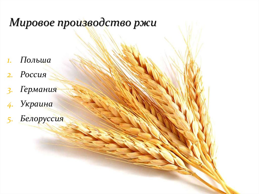 Мировое производство ржи