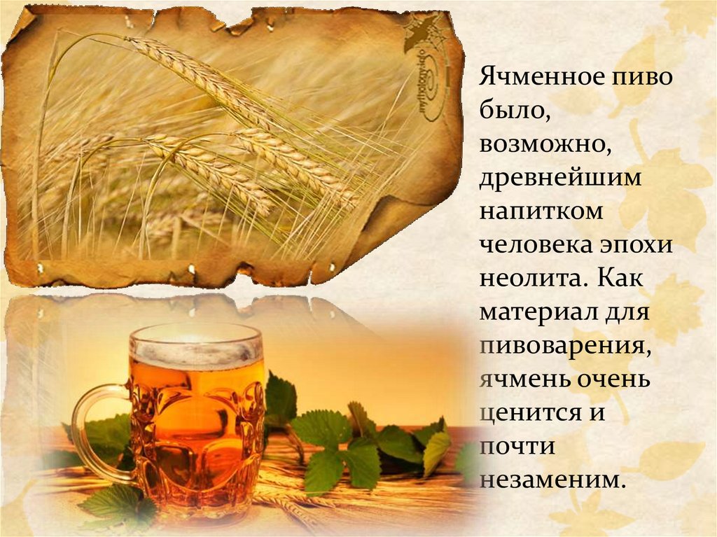 Ячменное пиво было, возможно, древнейшим напитком человека эпохи неолита. Как материал для пивоварения, ячмень очень ценится и