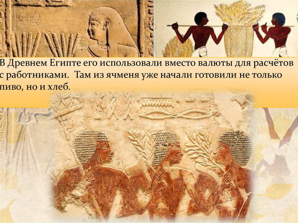 В Древнем Египте его использовали вместо валюты для расчётов с работниками. Там из ячменя уже начали готовили не только пиво,