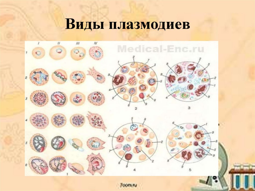 Диагностика плазмодия