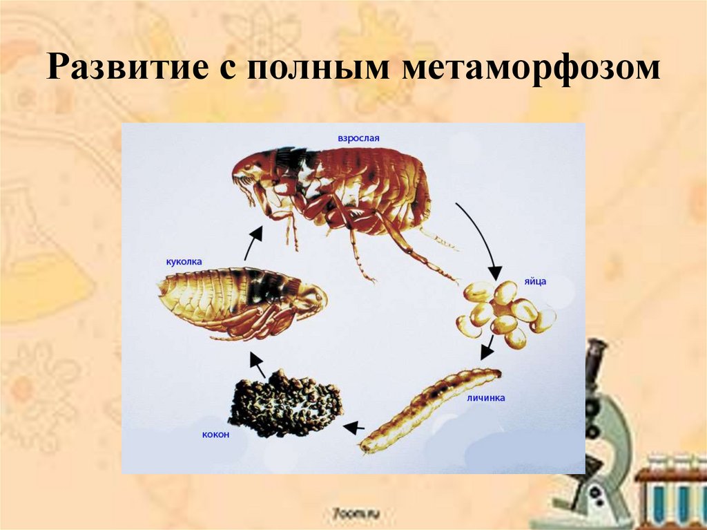 Презентация медицинская арахноэнтомология