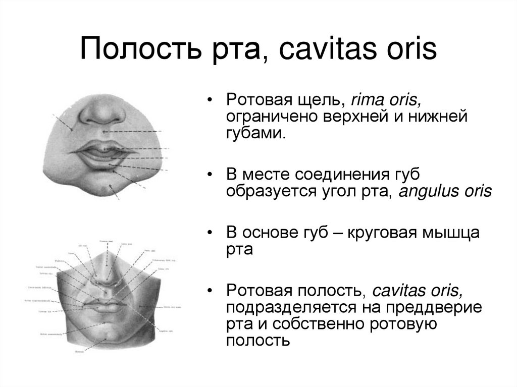 Cavitas перевод с латинского