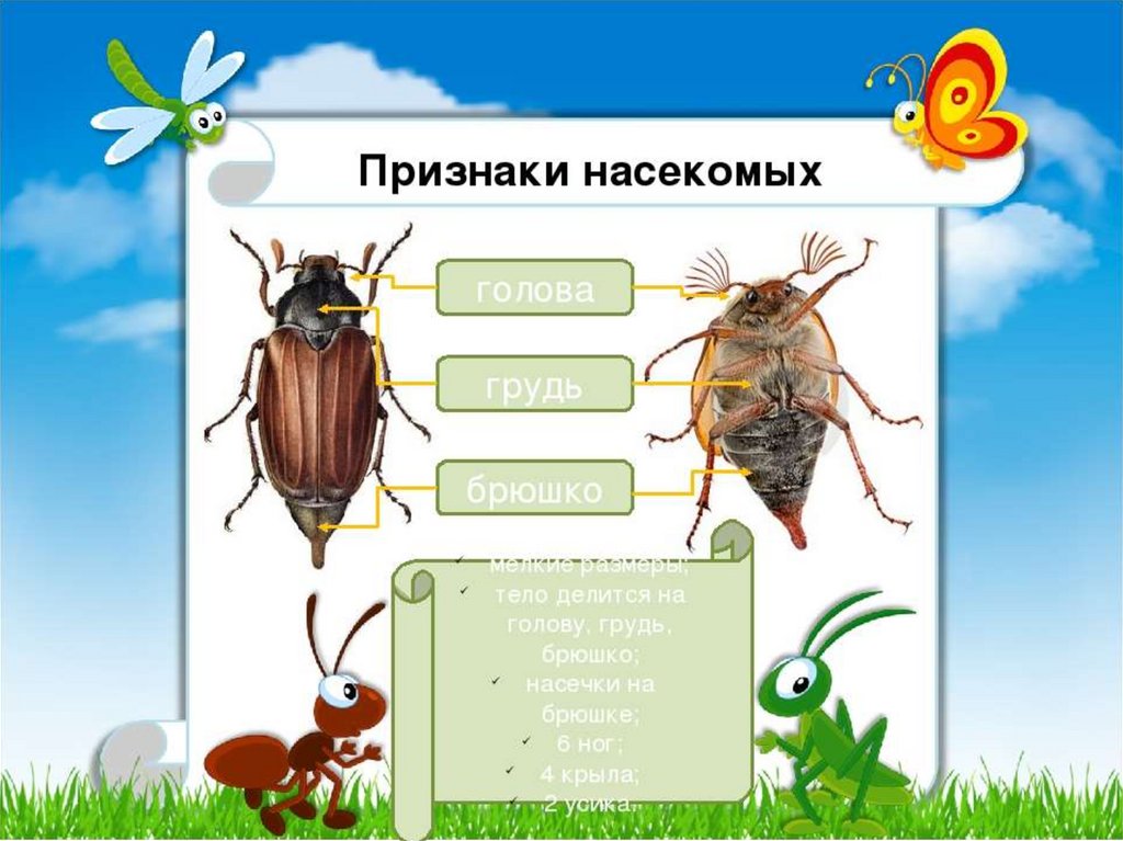 Особенности групп насекомые. Признаки насекомых. Отличительные особенности насекомых. Основной признак насекомых. Отличительные признаки насекомых.