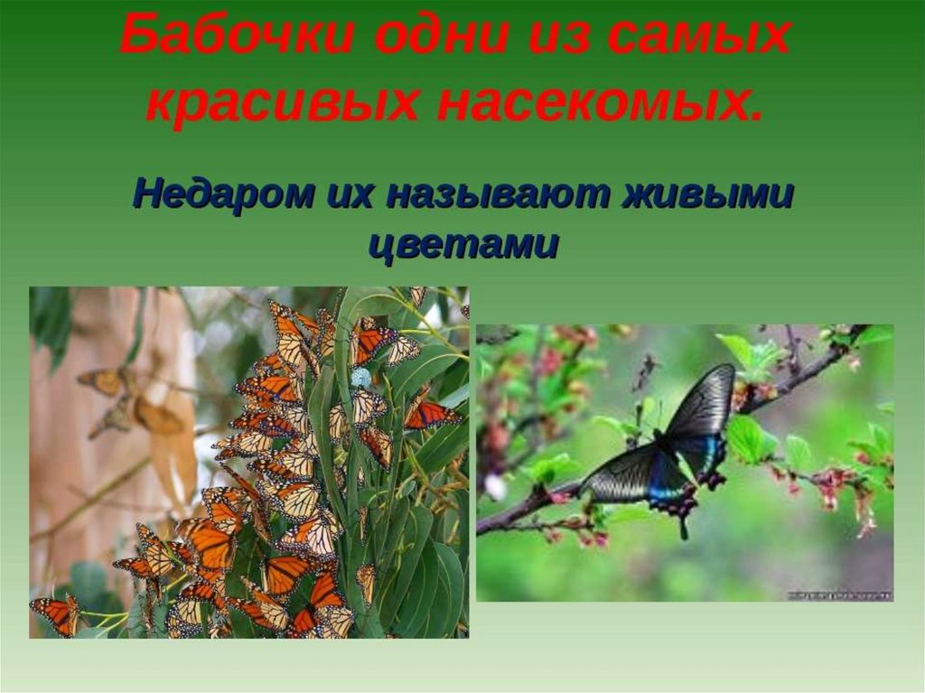 Насекомые 3 класс окружающий мир. Бабочки для презентации. Насекомые презентация. Класс насекомые бабочка. Насекомые презентация 2 класс.