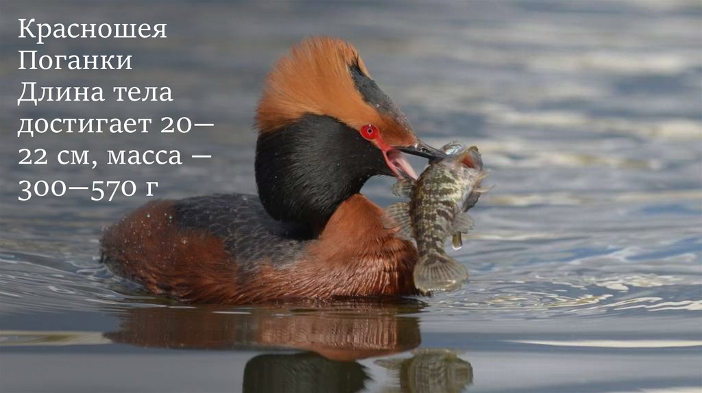 Красношея Поганки Длина тела достигает 20—22 см, масса — 300—570 г