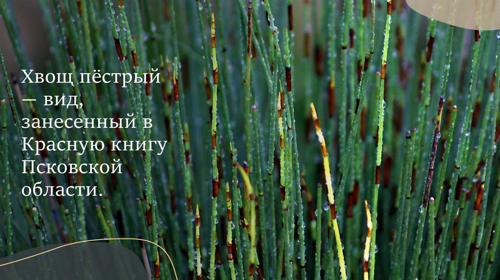 Хвощ пёстрый — вид, занесенный в Красную книгу Псковской области.