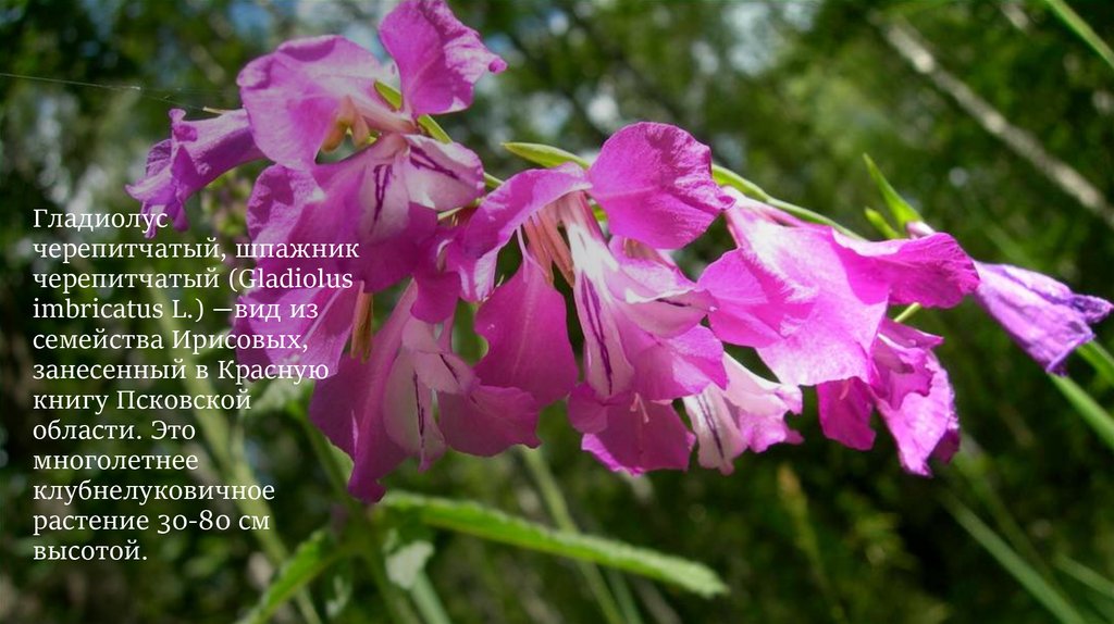 Гладиолус черепитчатый, шпажник черепитчатый (Gladiolus imbricatus L.) —вид из семейства Ирисовых, занесенный в Красную книгу