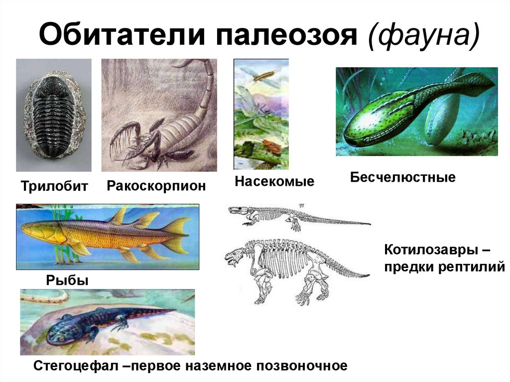 Рыба палеозоя. Палеозойская Эра обитатели. Живность палеозойской эры. Фауна палеозоя.