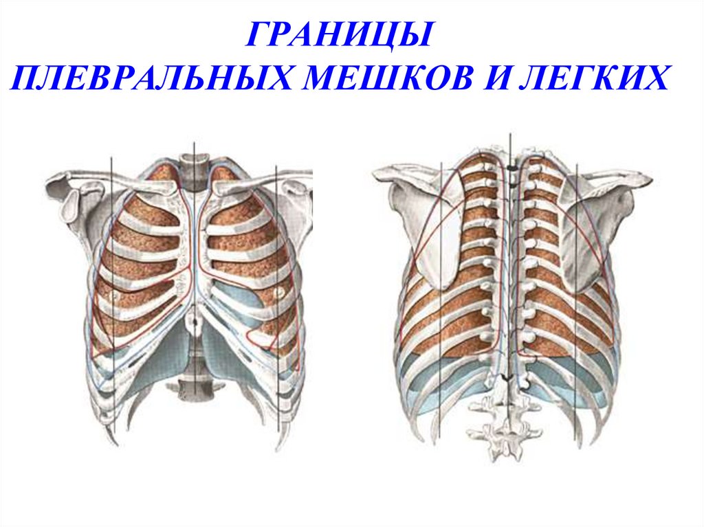 Задняя граница легких. Границы плевральных мешков и легких. Границы легких анатомия. Нижняя граница плевральных мешков. Границы плевральных мешков анатомия.