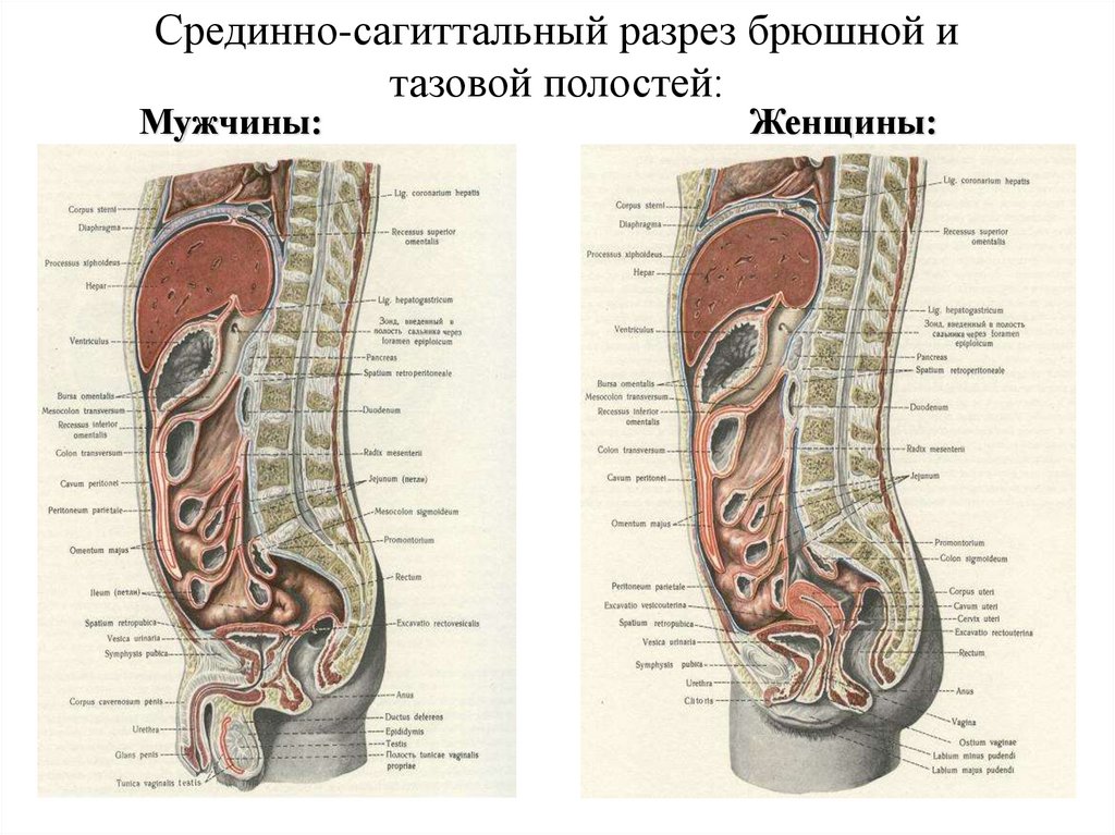 Строение брюшной полости у женщин