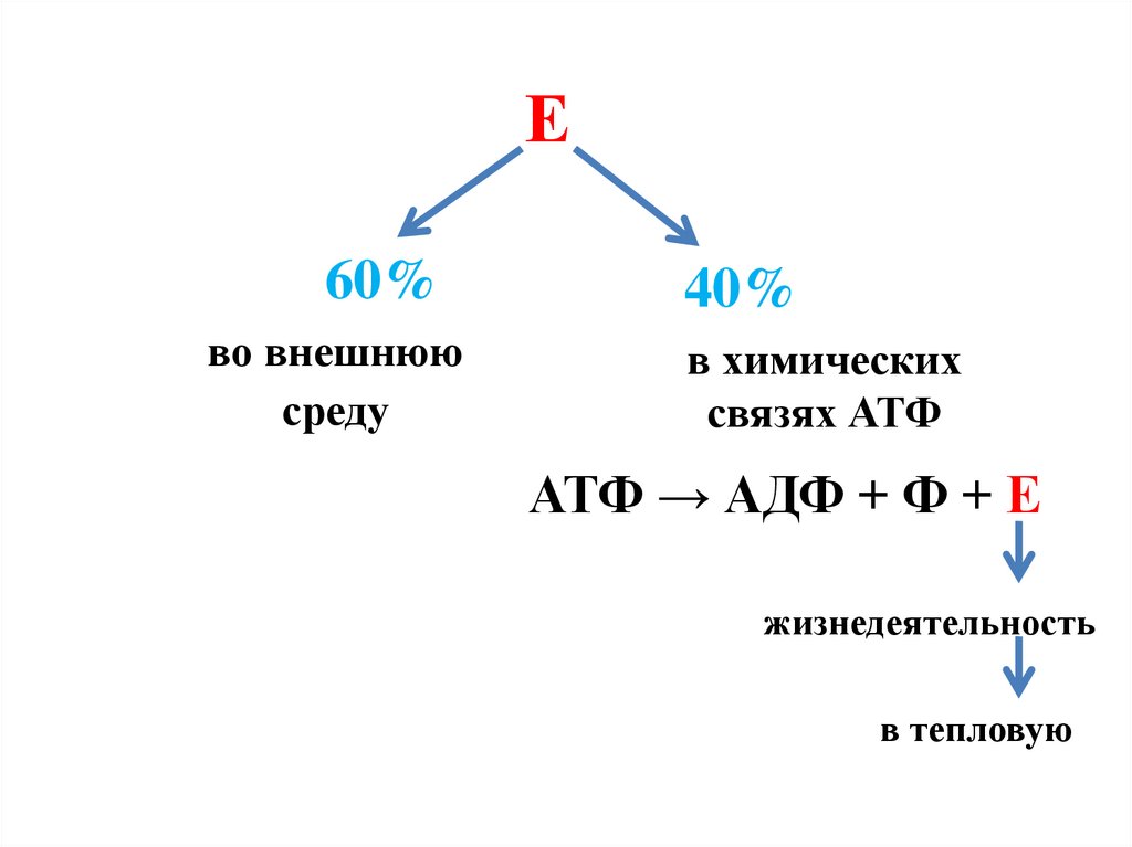 Запас энергии атф. АТФ. АТФ И АДФ. 36 Молекул АТФ. АДФ связи.