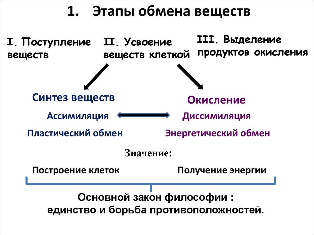 Стадии обмена. Этапы обмена веществ схема. Этапы метаболизма схема. Обмен веществ. Основные процессы обмена веществ в организме. Типы обмена веществ схема.