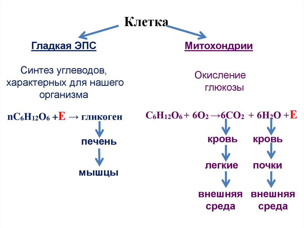 Синтез углеводов и белка. Синтез углеводов. Синтез углеводов в организме человека. Синтез углеводов на ЭПС. Углеводы синтезируются из.