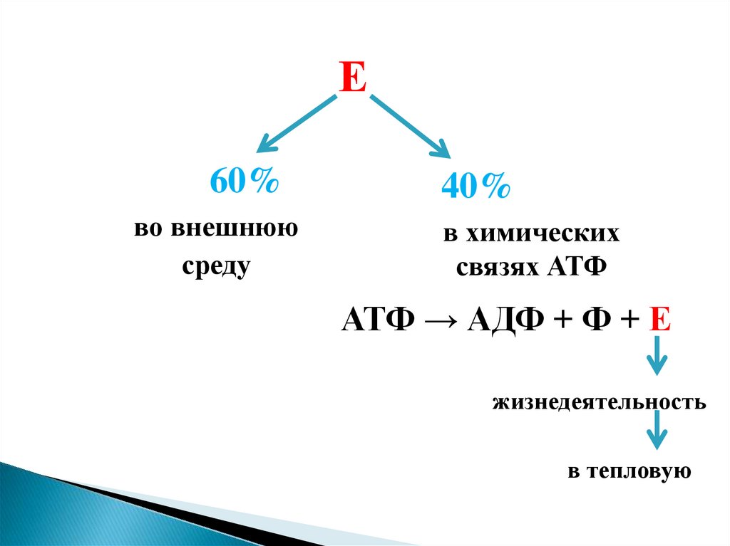 Продуктом является атф. Типы химических связей в АТФ. Схема строения АТФ. АТФ плюс вода.
