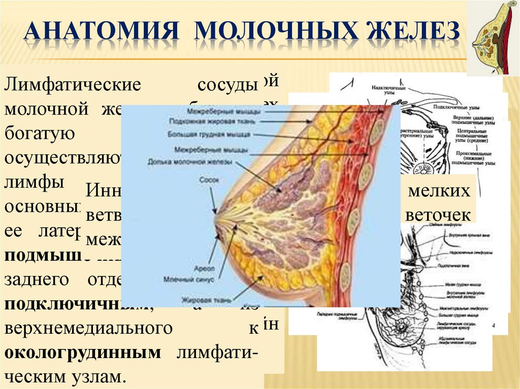 Анатомия молочной железы презентация