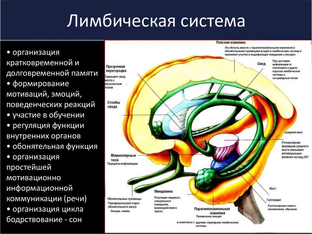 Лимбическая структура мозга. Структуры лимбической системы головного мозга. Функция лимбической системы головного мозга. Гиппокамп лимбическая система. Лимбическая система гиппокамп функции.