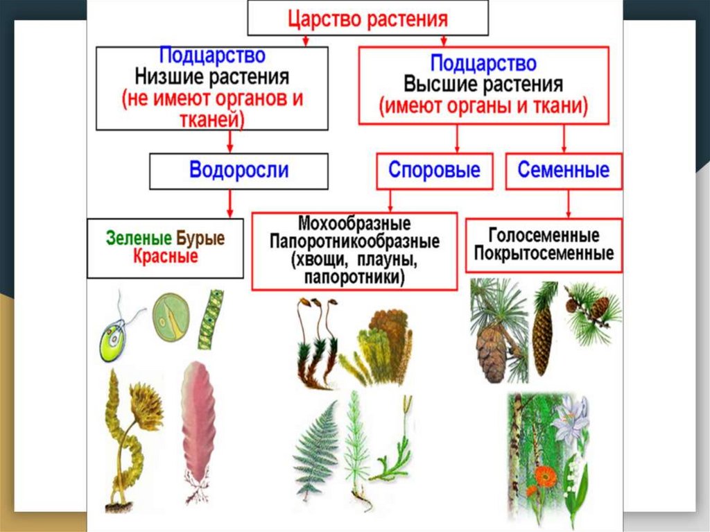 Характеристика царства растения 5 класс презентация