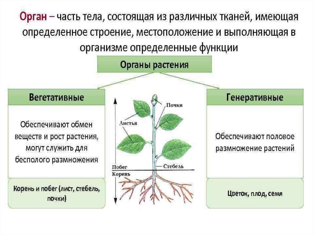 Общая характеристика растений