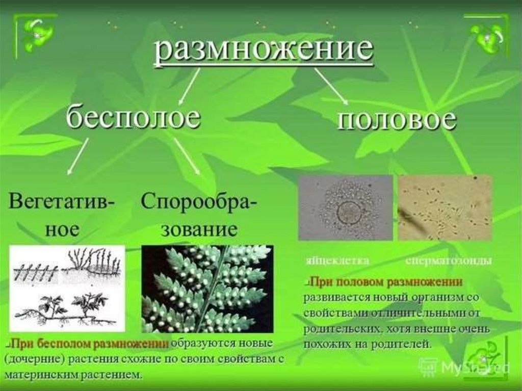 Размножение и оплодотворение у растений 6 класс презентация