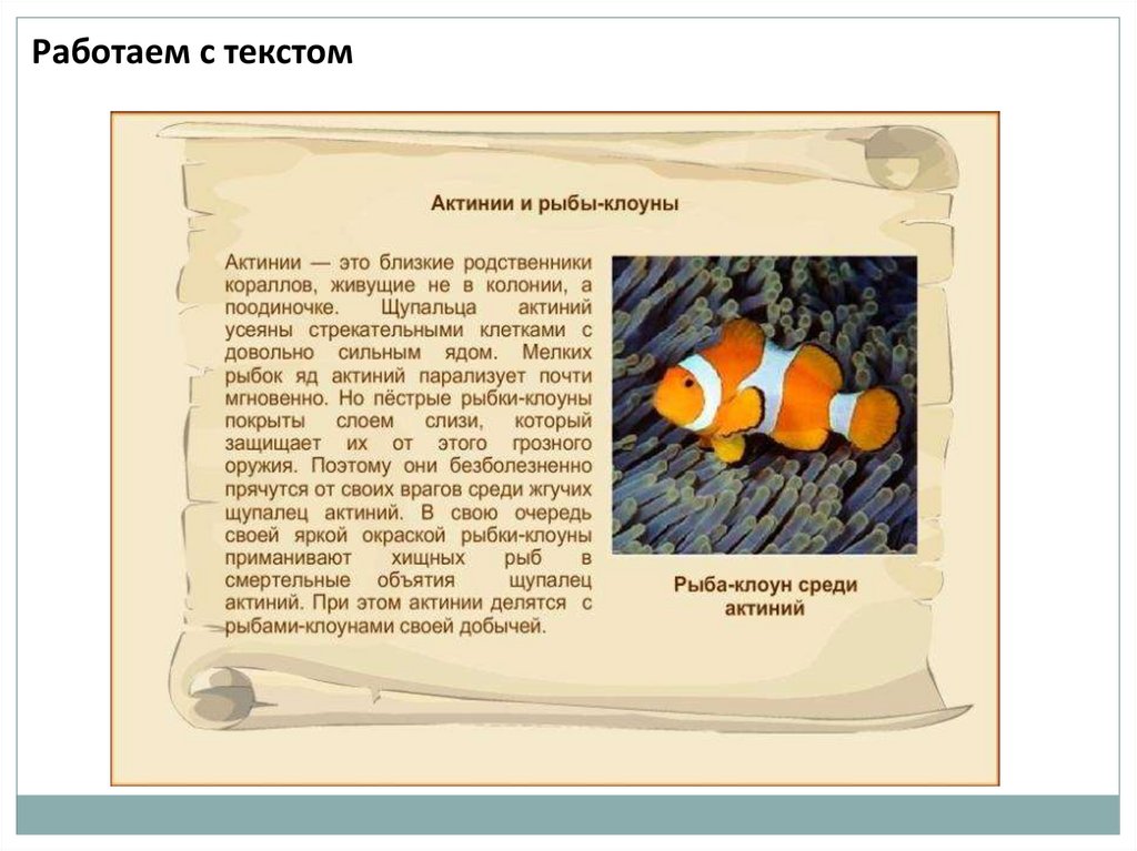 Текст 1 рыбка. Рыба клоун рассказ 1 класс. Рыба клоун описание. Рыба клоун для детей информация. Рыба клоун презентация.
