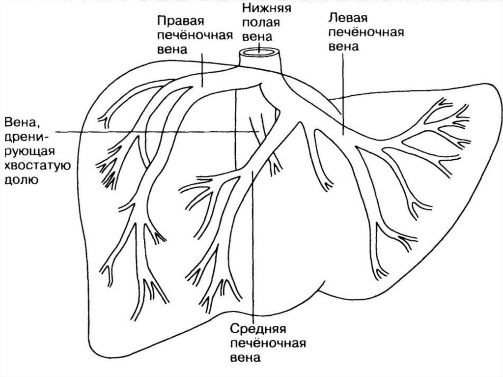 Печень движение крови. Печеночные вены анатомия нижняя полая. Нижняя полая Вена и печень. Воротная Вена печени анатомия. Левая печеночная Вена анатомия.