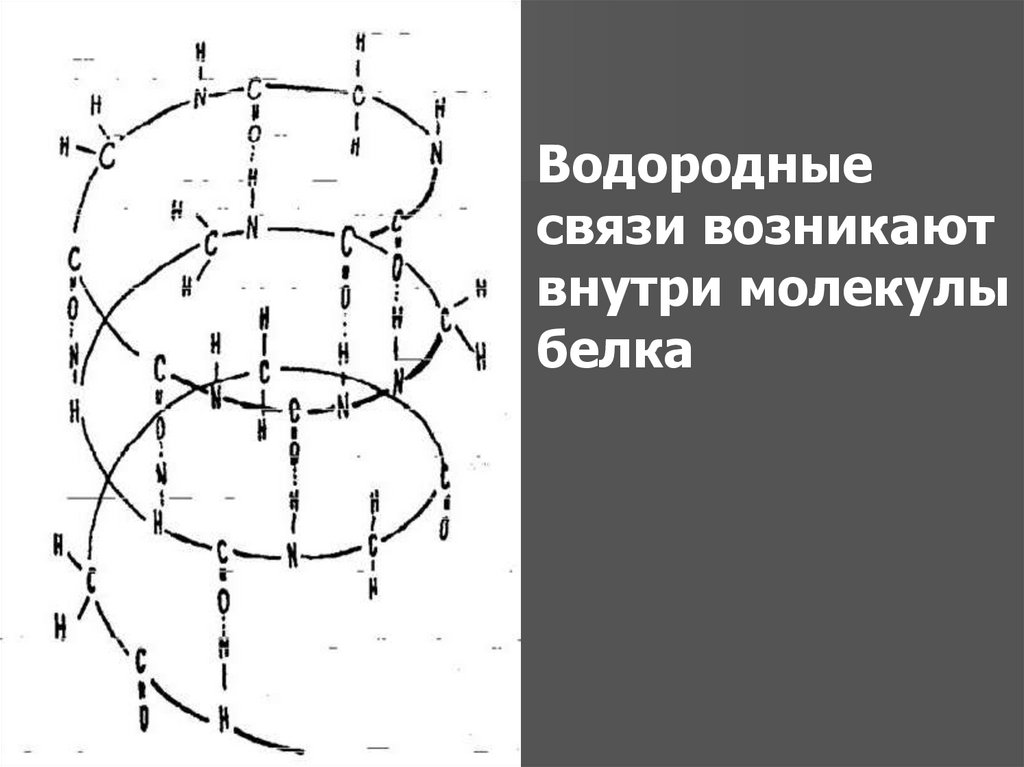 Связи внутри. Водородные связи возникают внутри молекулы белка. Водородная связь в белках. Внутримолекулярная водородная связь внутри молекул белков. Внутримолекулярные водородные связи в белках.