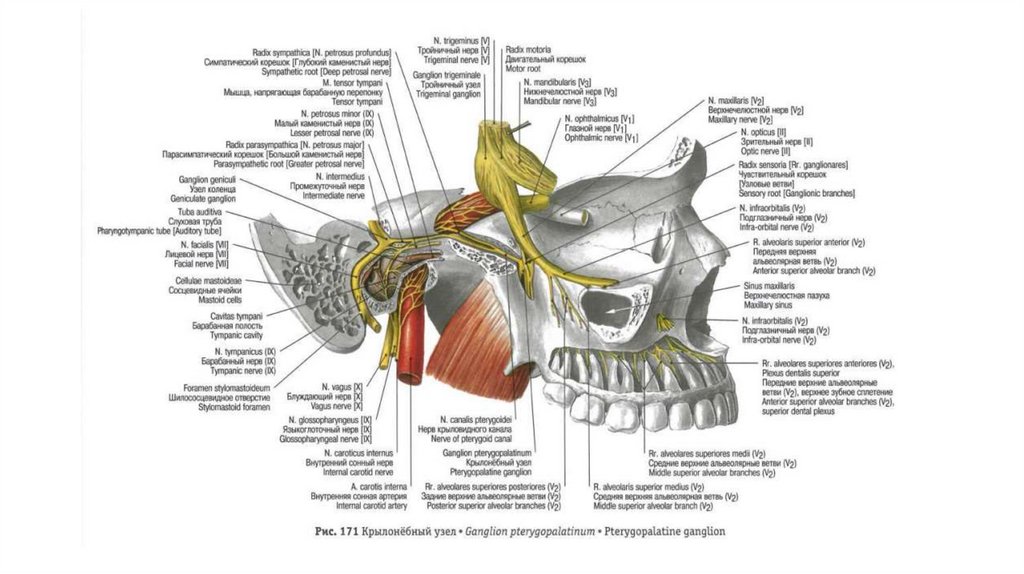 От крылонебного узла отходят. Ganglion pterygopalatinum ветви. Крылонебный ганглий. Крылонебный узел верхнечелюстного нерва. Укажите ветви, отходящие от ganglion pterygopalatinum.