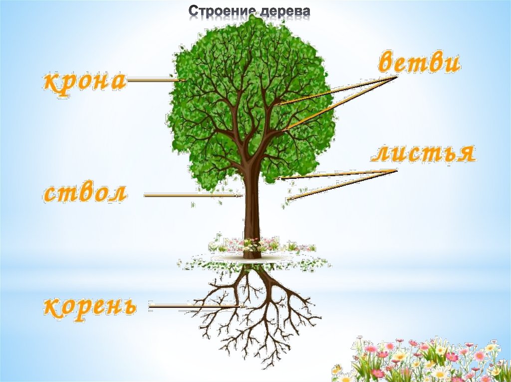 Какие части дерева. Строение дерева. Строение дерева для детей. Части дерева для дошкольников. Строение дерева для дошкольников.