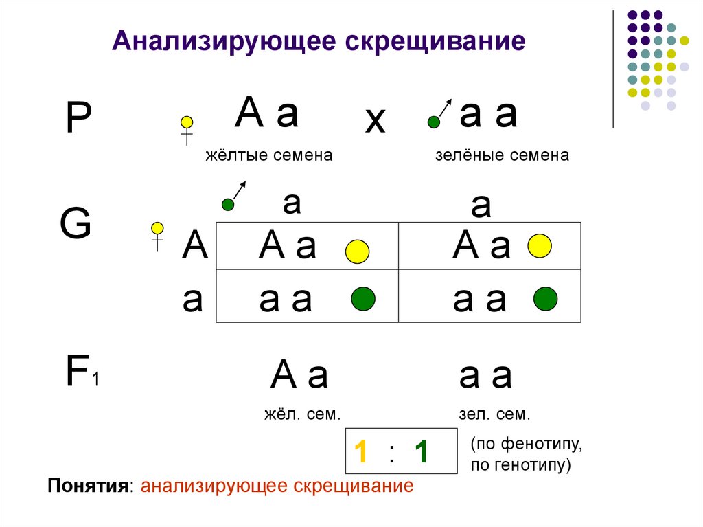 Анализирующее скрещивание презентация 9 класс