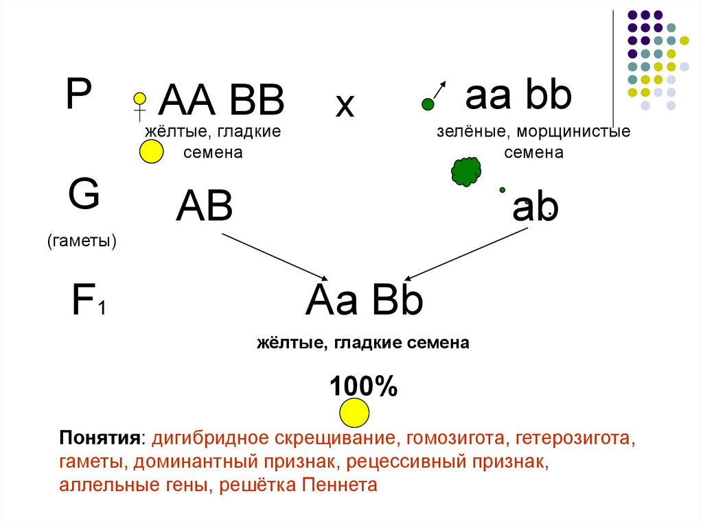 Гомозиготный генотип пример. ААВВ это гомозигота или гетерозигота. Гомозигота таблица. Гомозигота и гетерозигота таблица. Доминантная гомозигота.