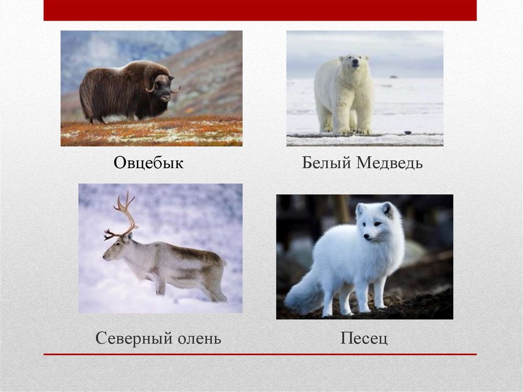 Овцебык Белый Медведь Северный олень Песец