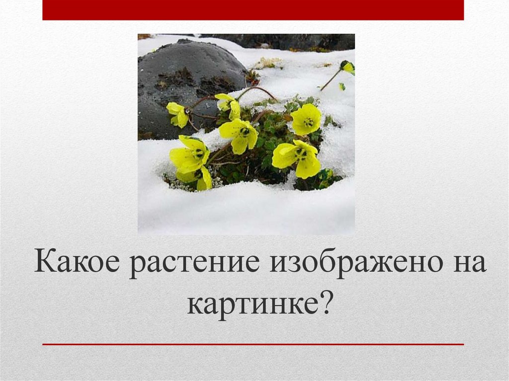 Какое растение изображено на картинке?