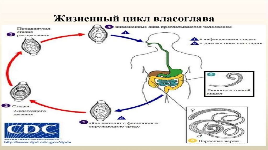 Виды гельминтов