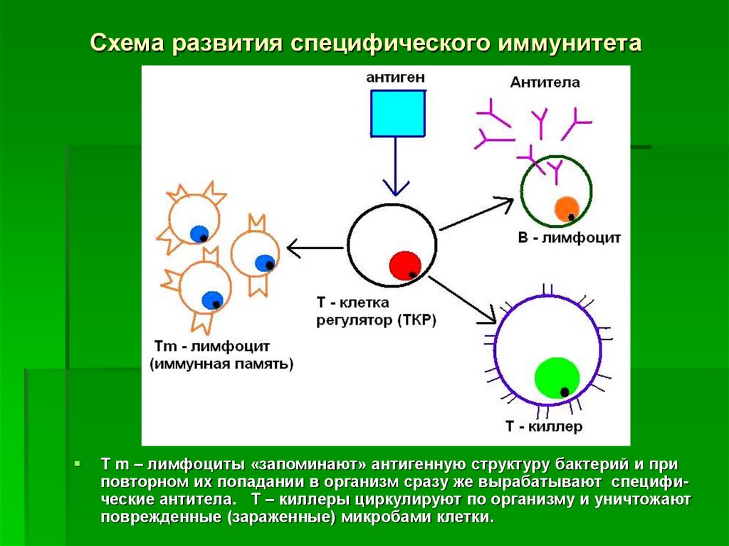 Специфическое развитие