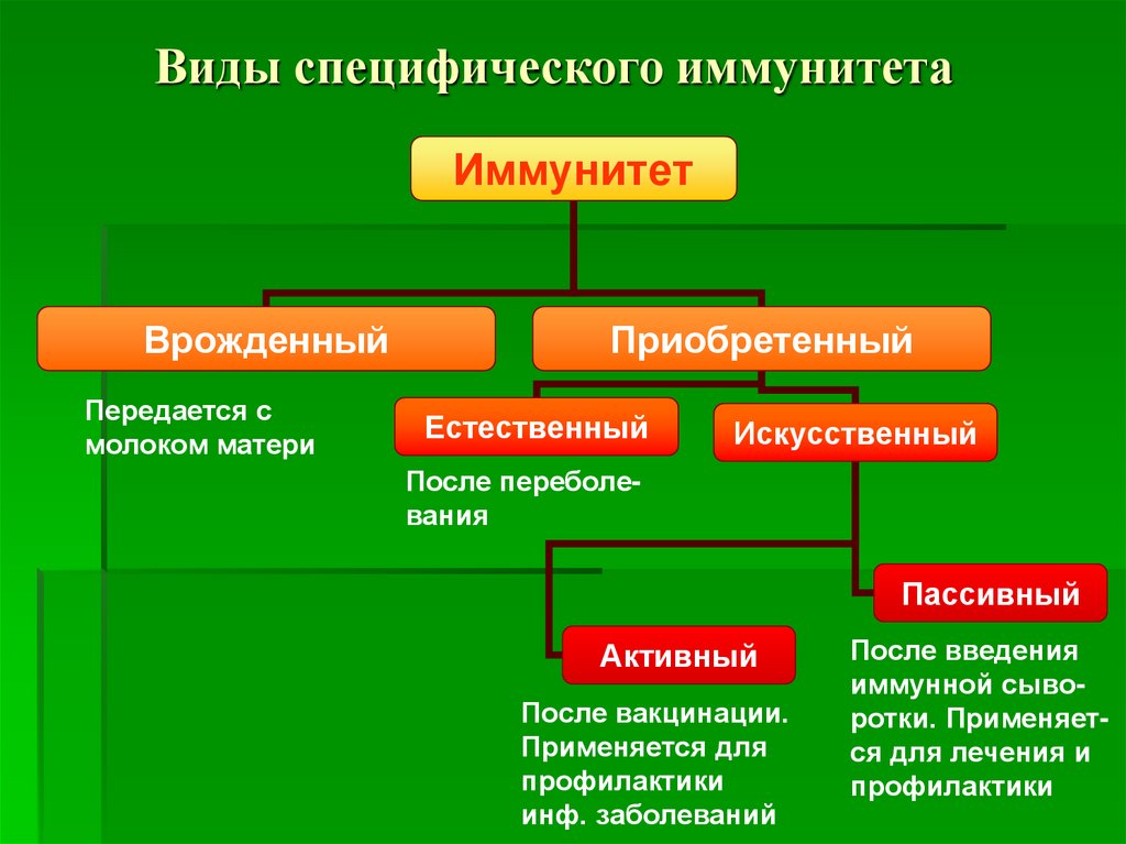 Приобретенный иммунитет по наследству