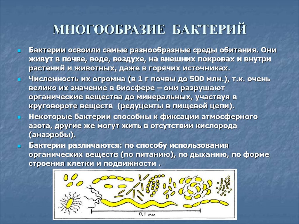 Многообразие бактерий презентация