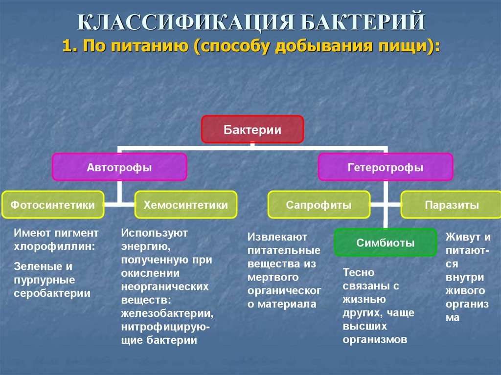 Классификация микроорганизмов