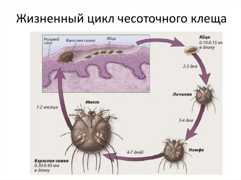 Стадии развития клеща фото