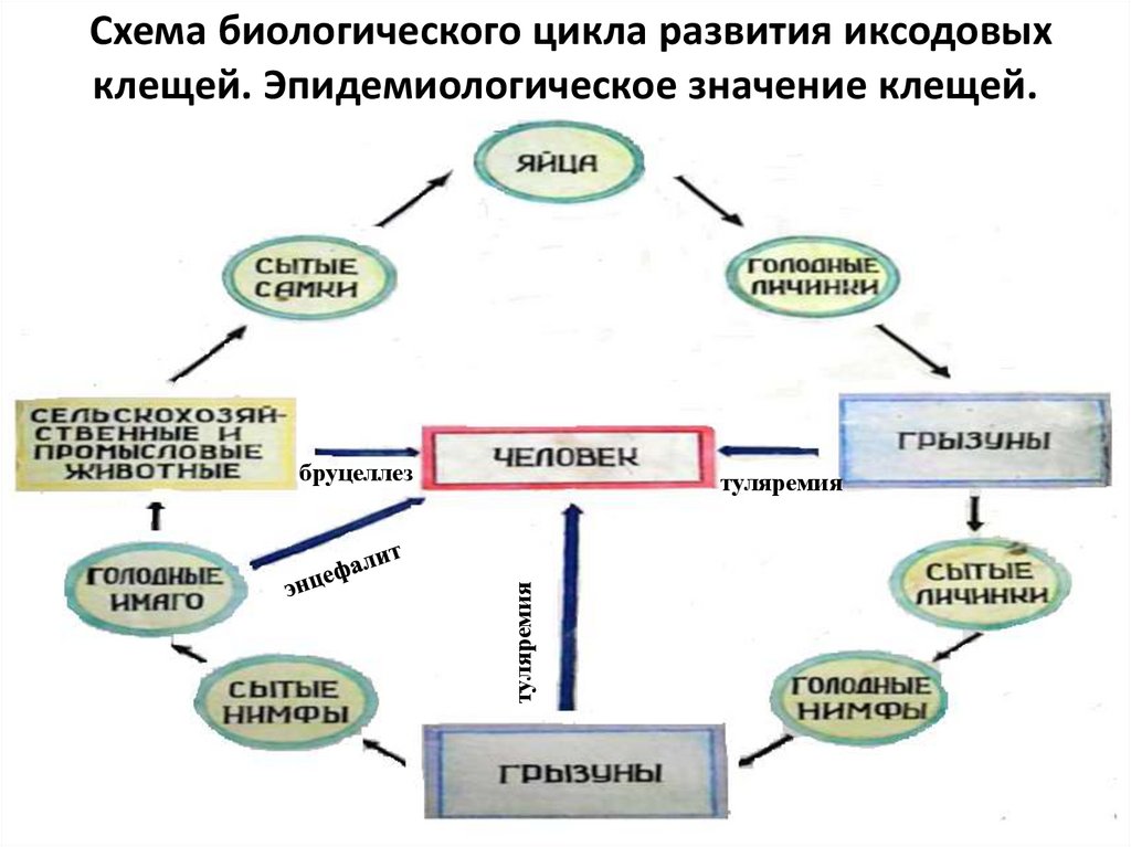 Геон наро фоминск проект