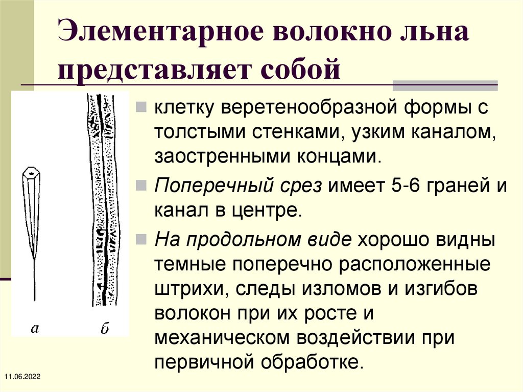 Строение льна. Строение волокна льна. Элементарное волокно. Элементарное волокно льна. Лен техническое или элементарное волокно.