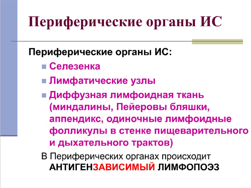 Схема демонстрирующая расположение центральных и периферических органов иммунитета