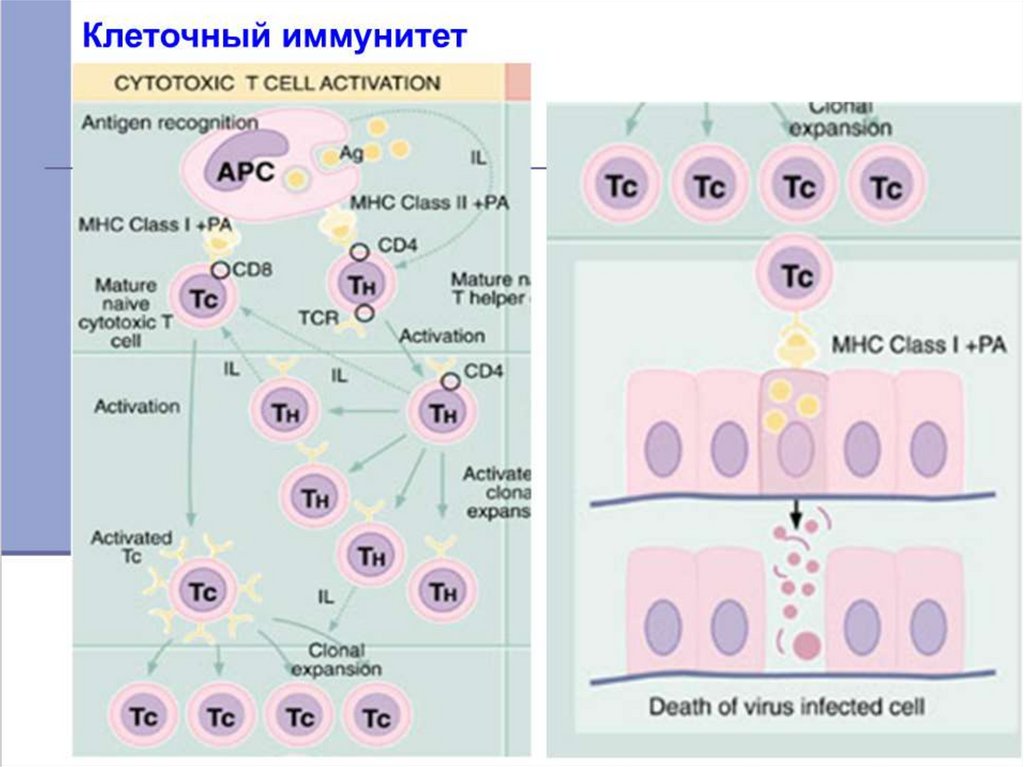 Количество иммунных клеток. Т-клеточное звено иммунитета. Лимфопоэз. Клеточный иммунитет. Схема иммуногенеза.
